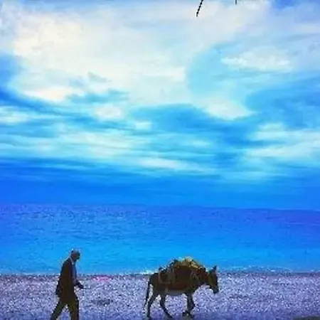 The Olive Grove *