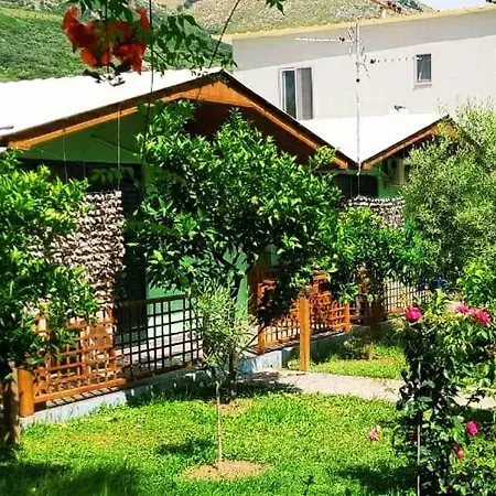 The Olive Grove *